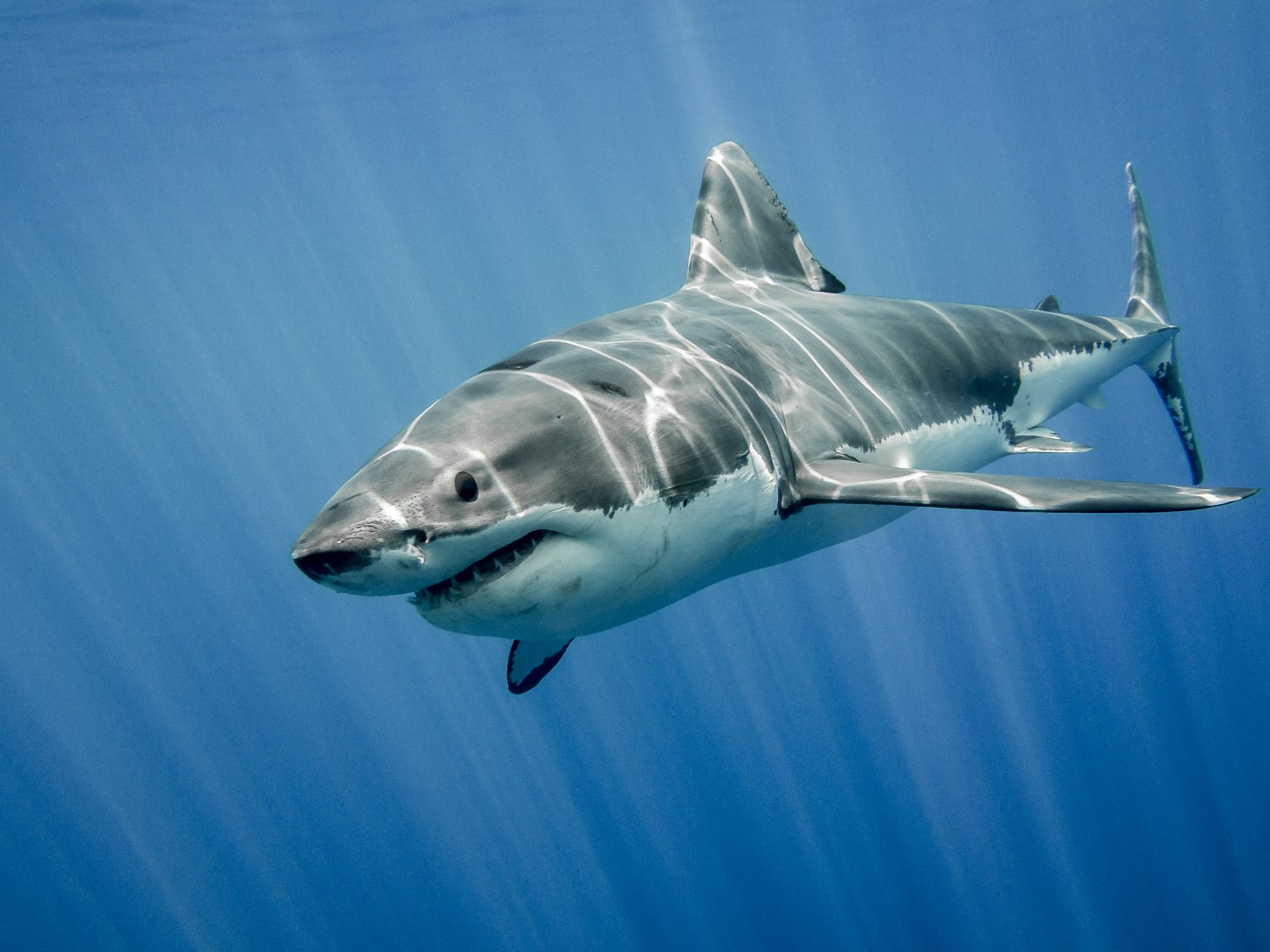 Great White Shark on the Hunt from Media Dominance